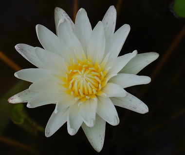 www.thai-dk.dk/uploads/Lotus.jpg