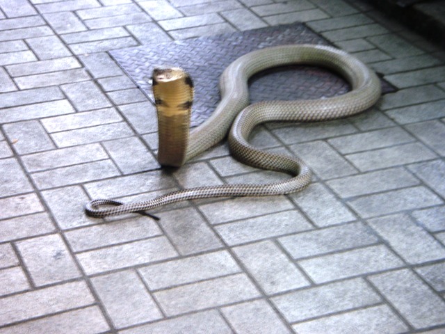 www.thai-dk.dk/uploads/snake.JPG