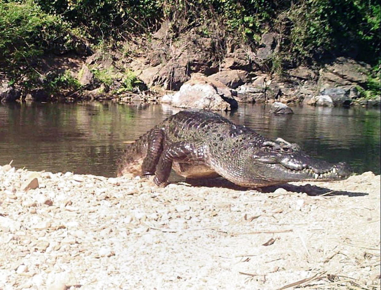 www.thai-dk.dk/uploads/23646322-thailand-wildlife.jpg