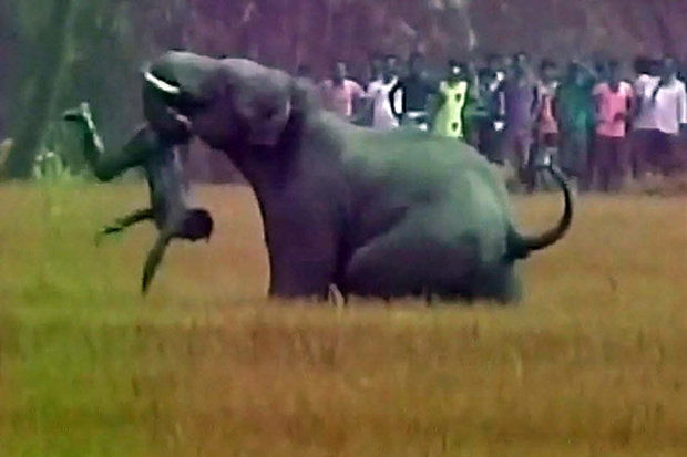 www.thai-dk.dk/uploads/Elephant-502653.jpg