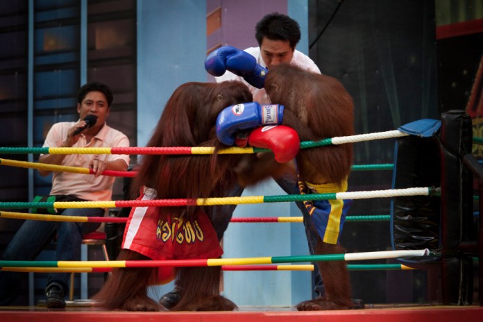 www.thai-dk.dk/uploads/orangutang-boxing.jpg